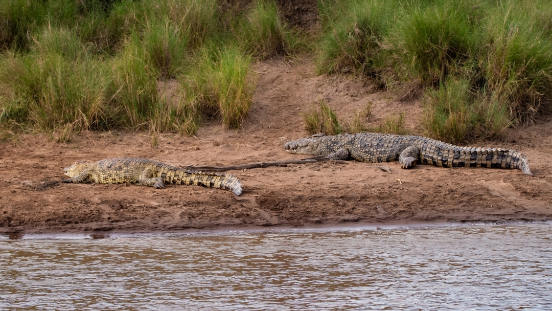 CLASSIC JOURNEYS KENYA,BEST OF KENYA WILDLIFE SAFARI 2025 PROGAM 2