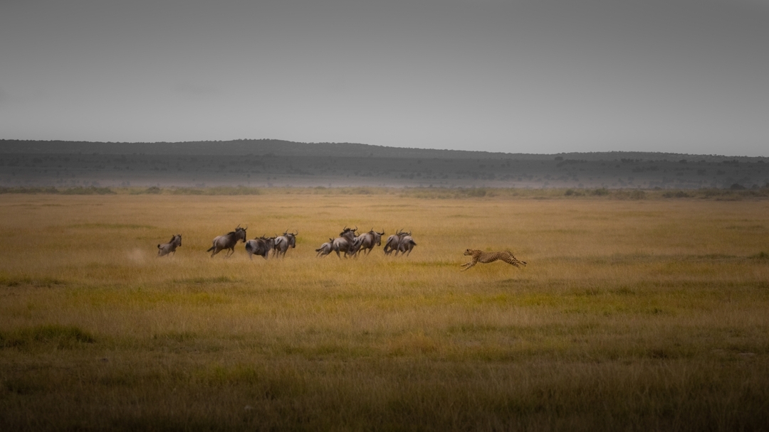 CLASSIC JOURNEYS KENYA,BEST OF KENYA WILDLIFE SAFARI 2025 PROGAM 4