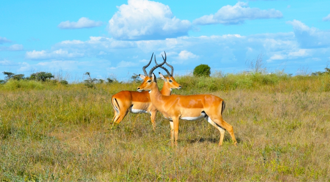 10 Day Affordable Classic Highlights of Kenya: Bush and Beach Tour 5