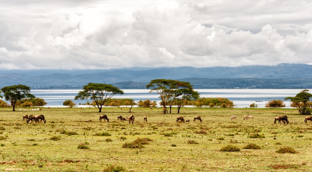 10 Day Affordable Classic Highlights of Kenya: Bush and Beach Tour 2