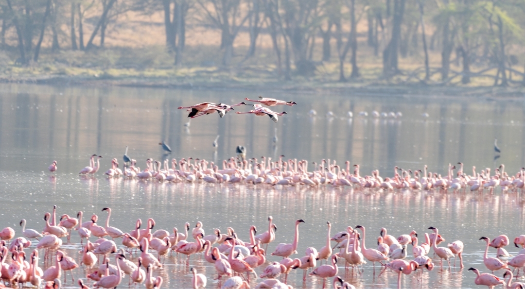 10 Day Affordable Classic Highlights of Kenya: Bush and Beach Tour 8
