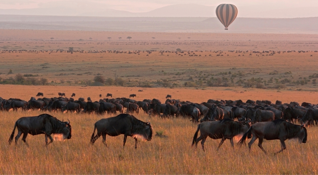 10 Day Affordable Classic Highlights of Kenya: Bush and Beach Tour 9