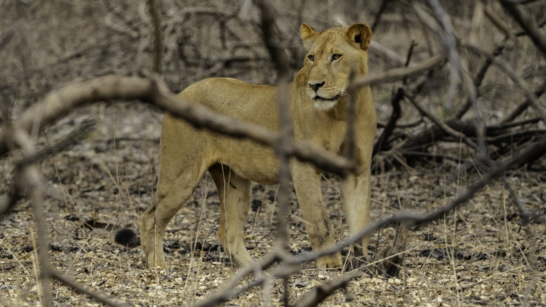 Nyerere National Park – The Best 1 Day Safari From Zanzibar 1