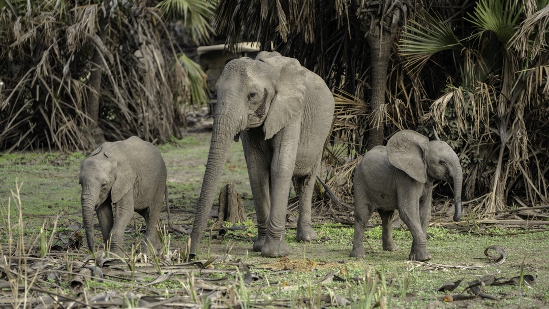 Nyerere National Park – The Best 1 Day Safari From Zanzibar 2