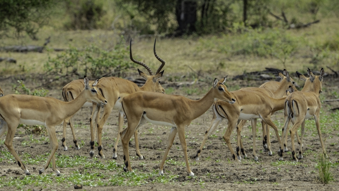 Nyerere National Park – The Best 1 Day Safari From Zanzibar 3