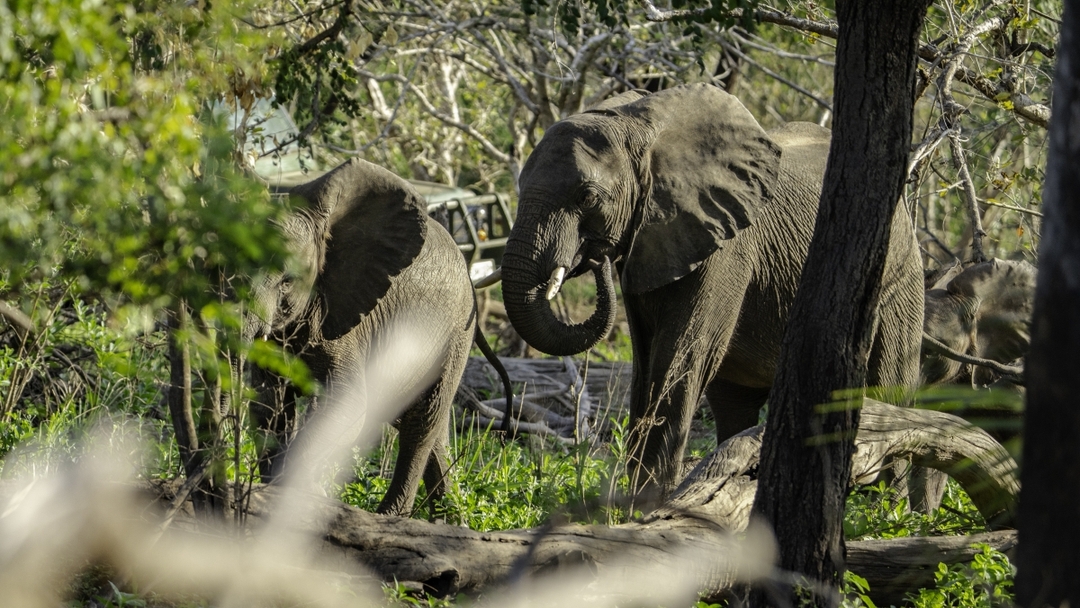 Nyerere National Park – The Best 1 Day Safari From Zanzibar 4