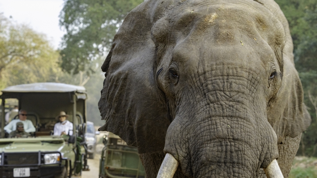 Nyerere National Park – The Best 1 Day Safari From Zanzibar 6