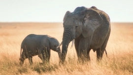 An Unforgettable 9-Day Safari Through Kenya’s Iconic Parks