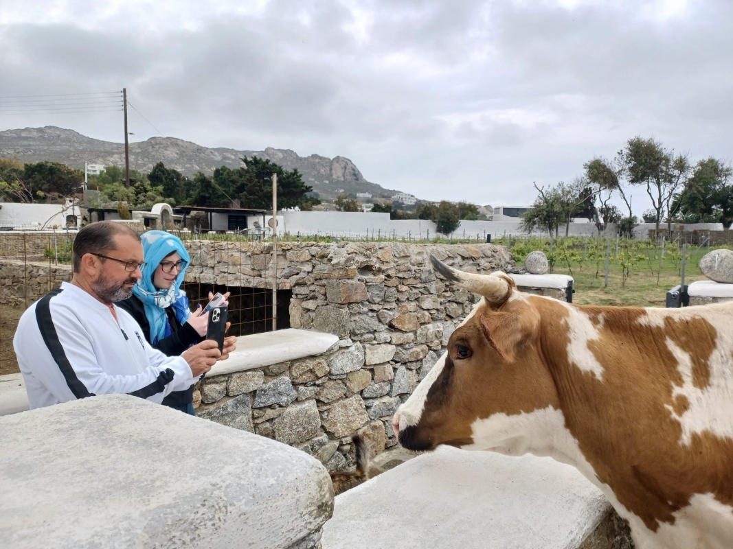 Visit the Mykonian Farm 2