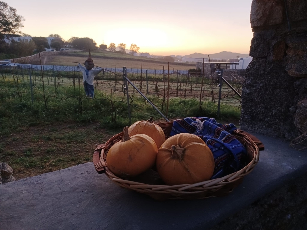 Visit the Mykonian Farm 4