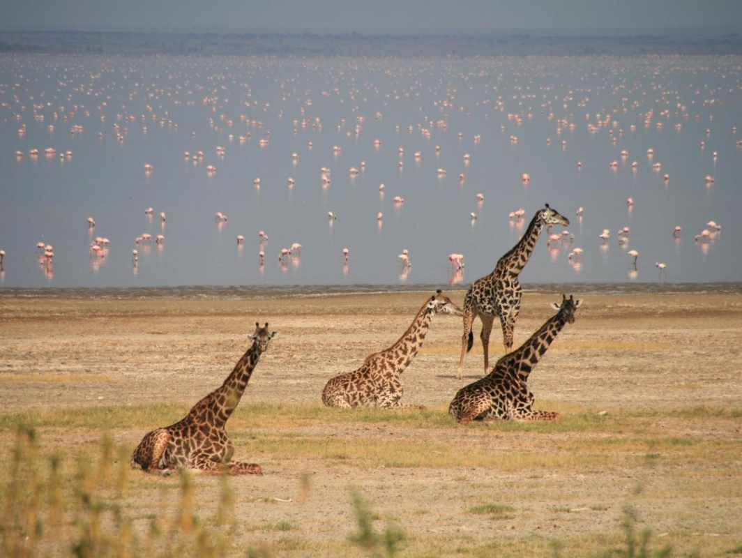 Full-Day Trip to Lake Manyara National Park From Arusha 2