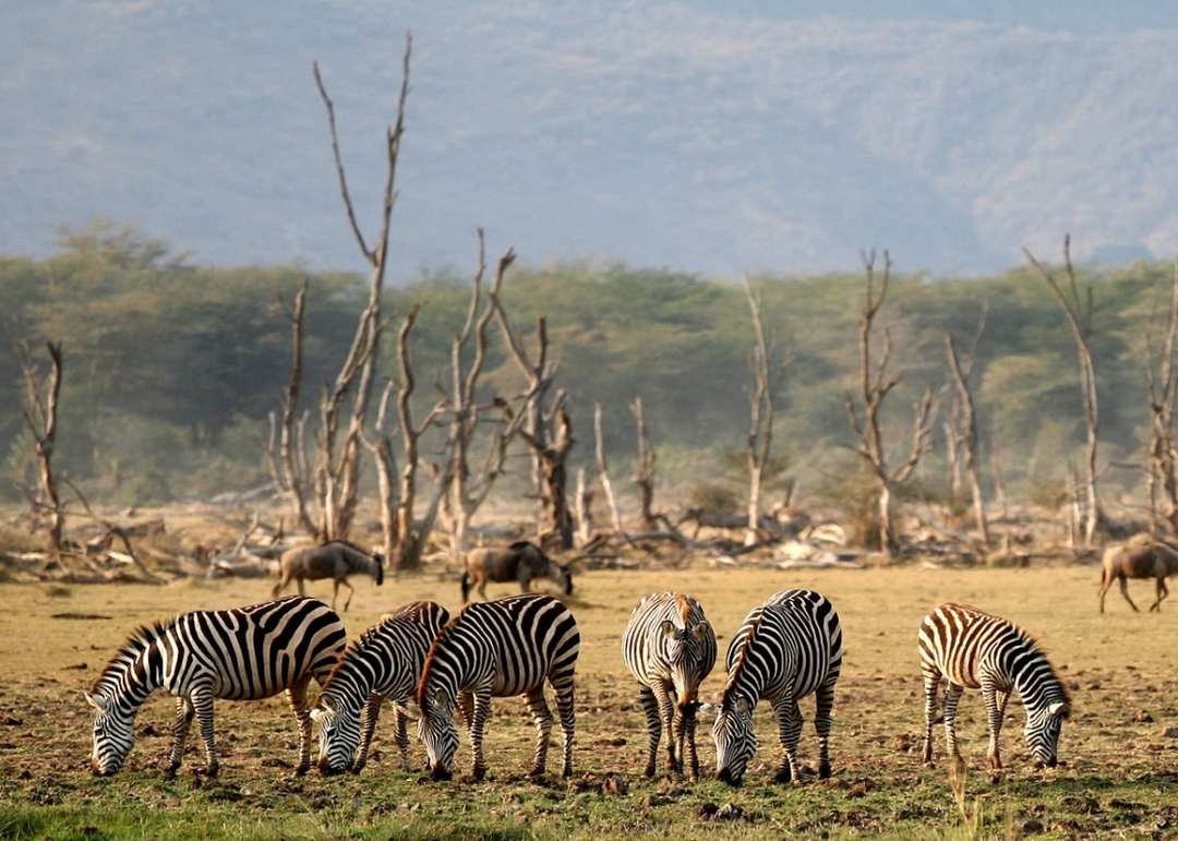 Full-Day Trip to Lake Manyara National Park From Arusha 3