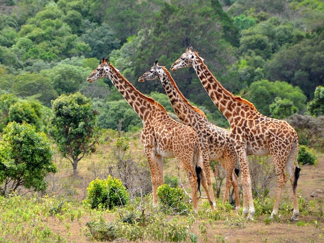 Full-Day Trip to Lake Manyara National Park From Arusha 4