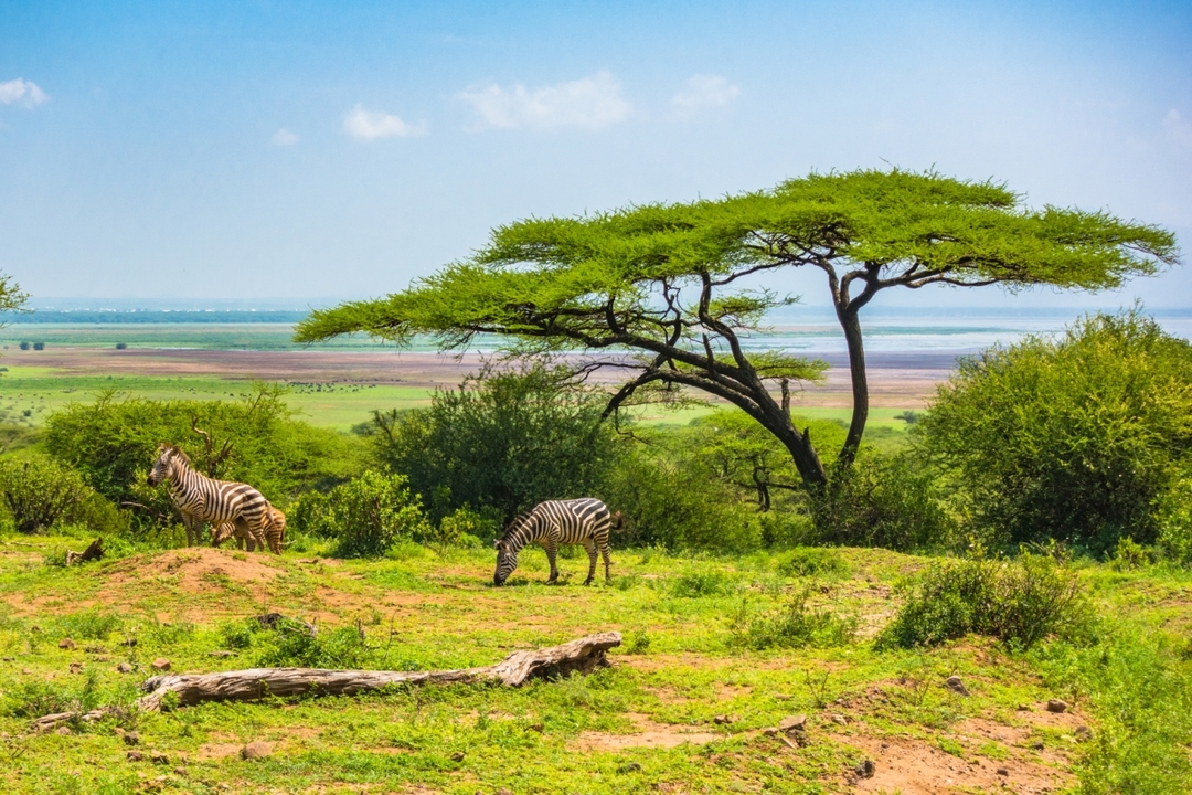 Full-Day Trip to Lake Manyara National Park From Arusha 5
