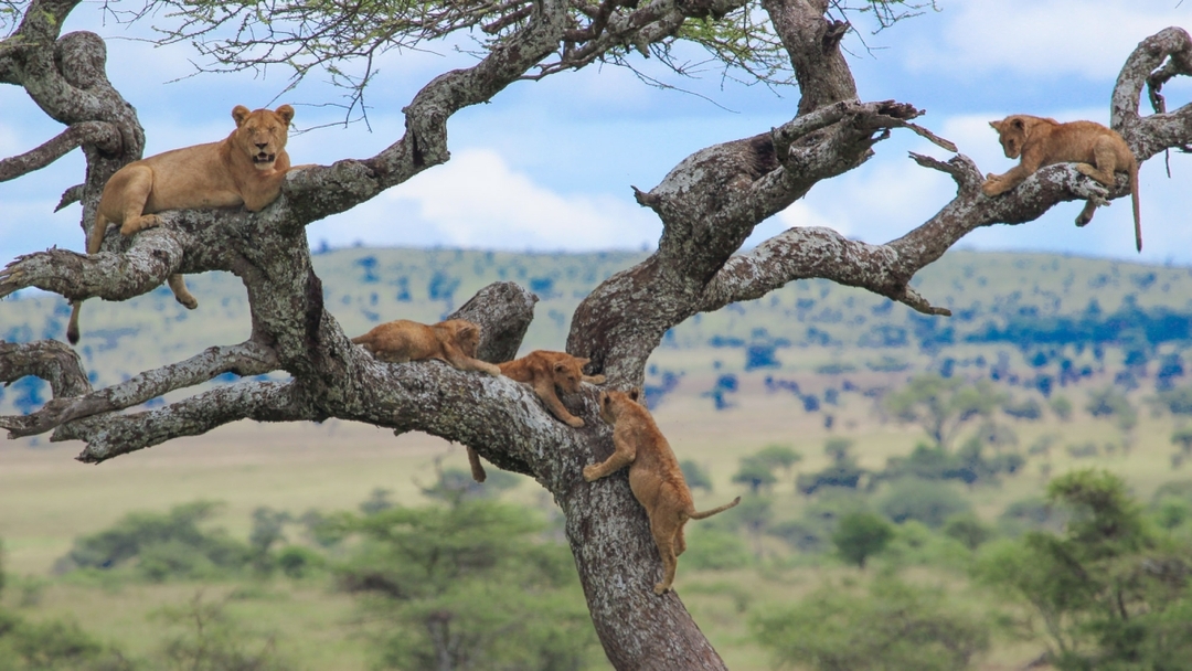 Full-Day Trip to Lake Manyara National Park From Arusha 6
