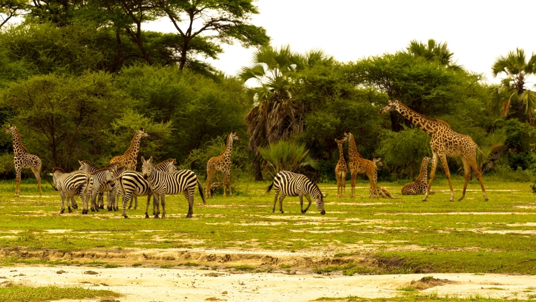 Full-Day Safari at Tarangire National Park 3