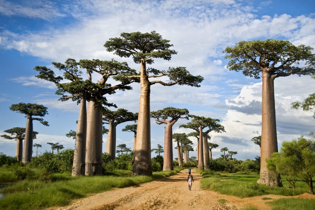 Full-Day Safari at Tarangire National Park 4