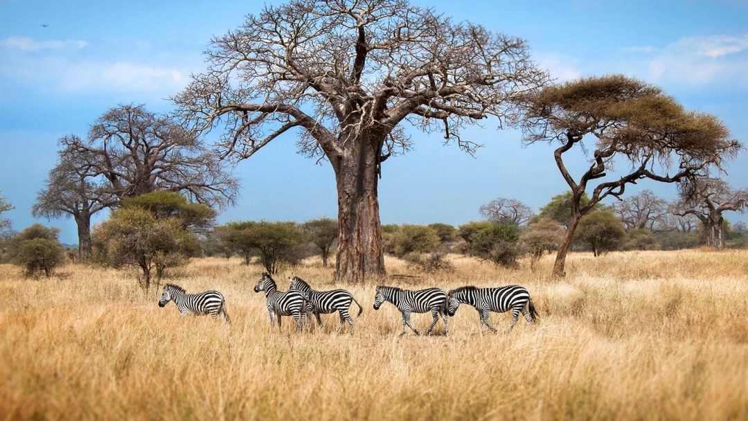 Full-Day Safari at Tarangire National Park 5
