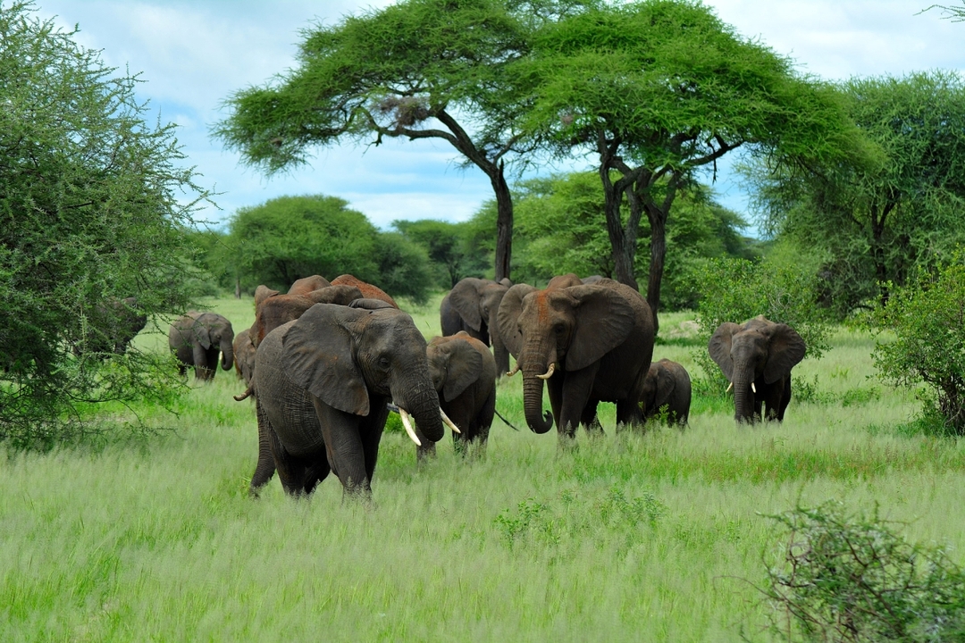 Full-Day Safari at Tarangire National Park 6
