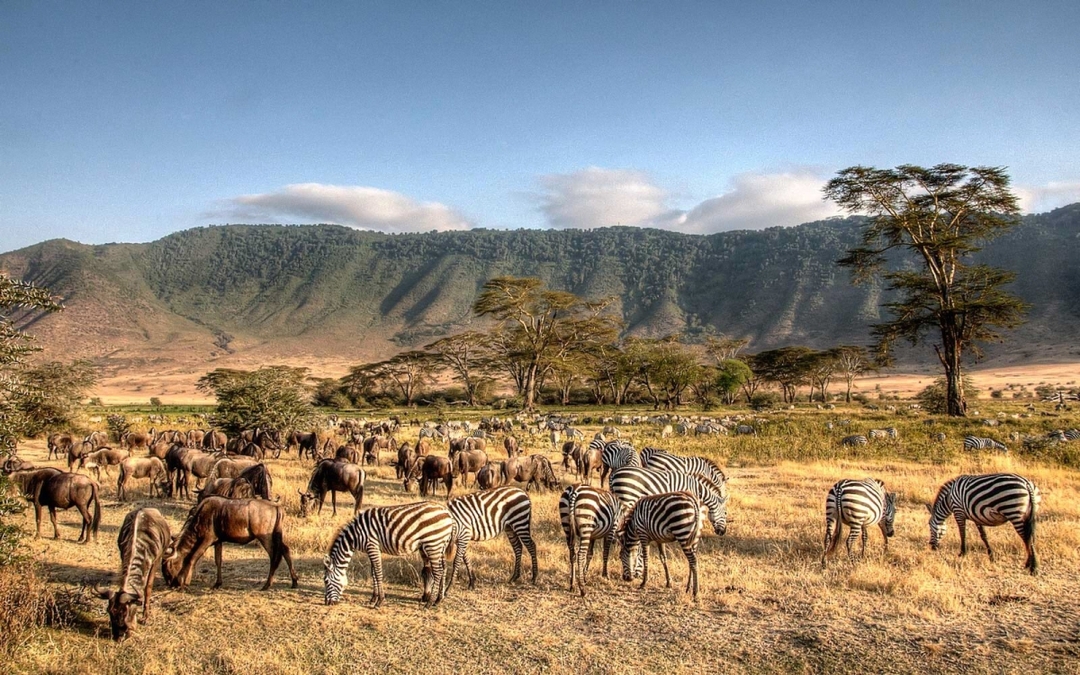 Full-Day Trip to Ngorongoro Crater 5