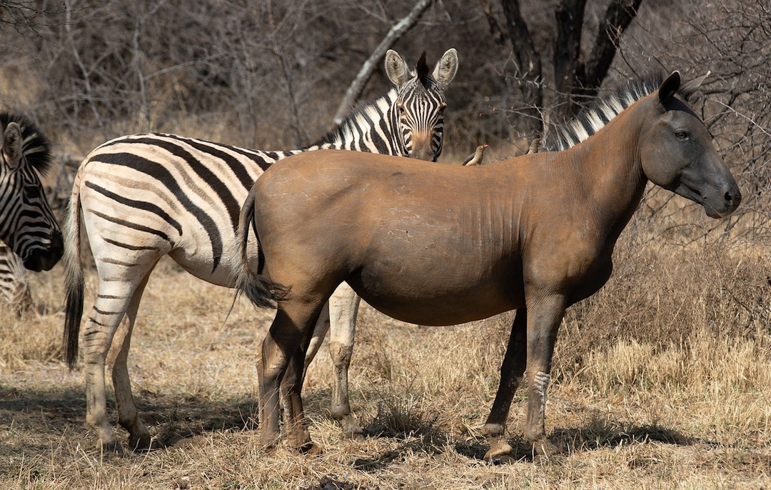 Wildlife and Scenery, Magical Kenya at its best 2