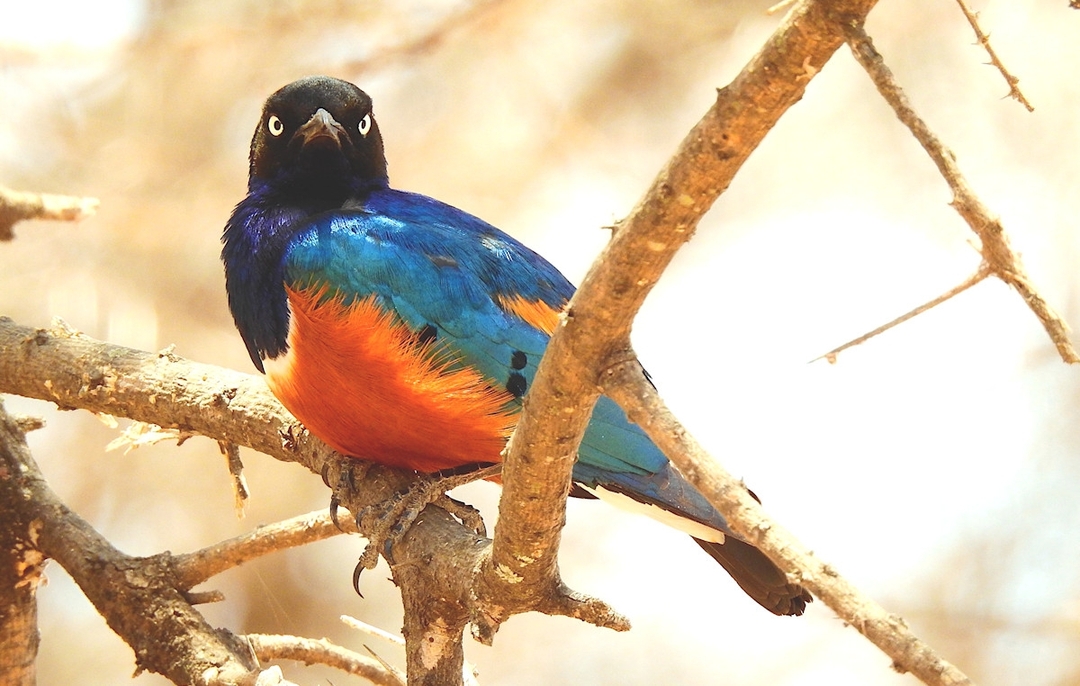 Wildlife and Scenery, Magical Kenya at its best 3