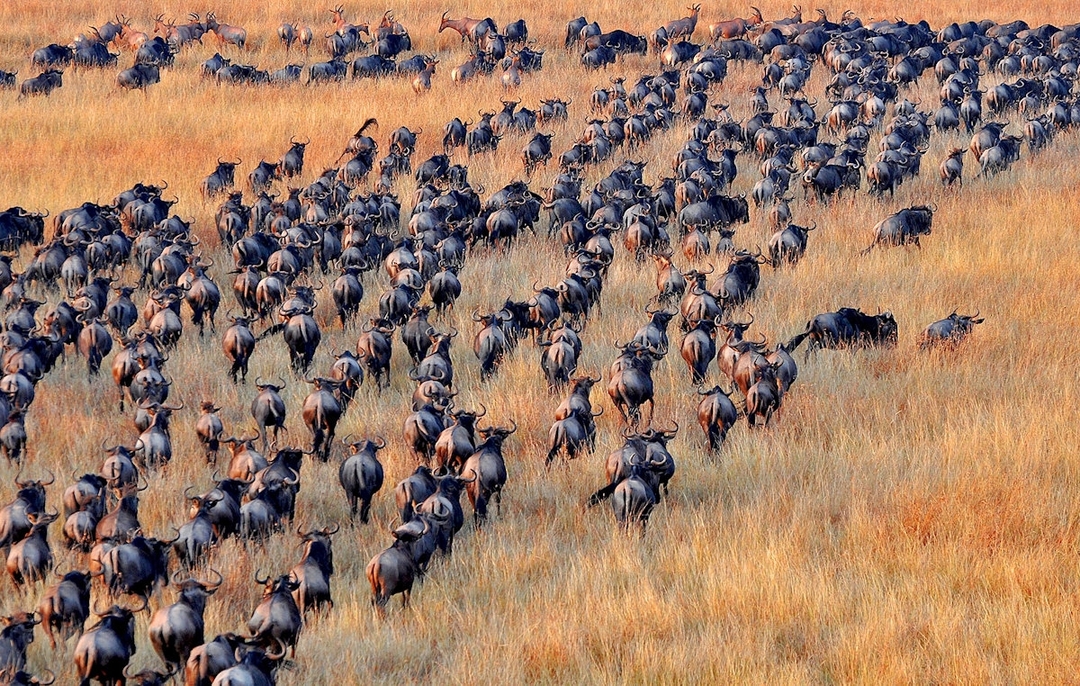 Wildlife and Scenery, Magical Kenya at its best 4