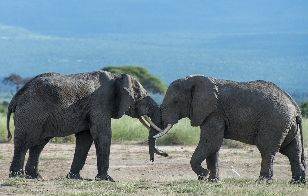 Experience Kenya from North to South 1