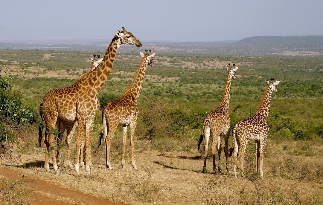 Experience Kenya from North to South 2
