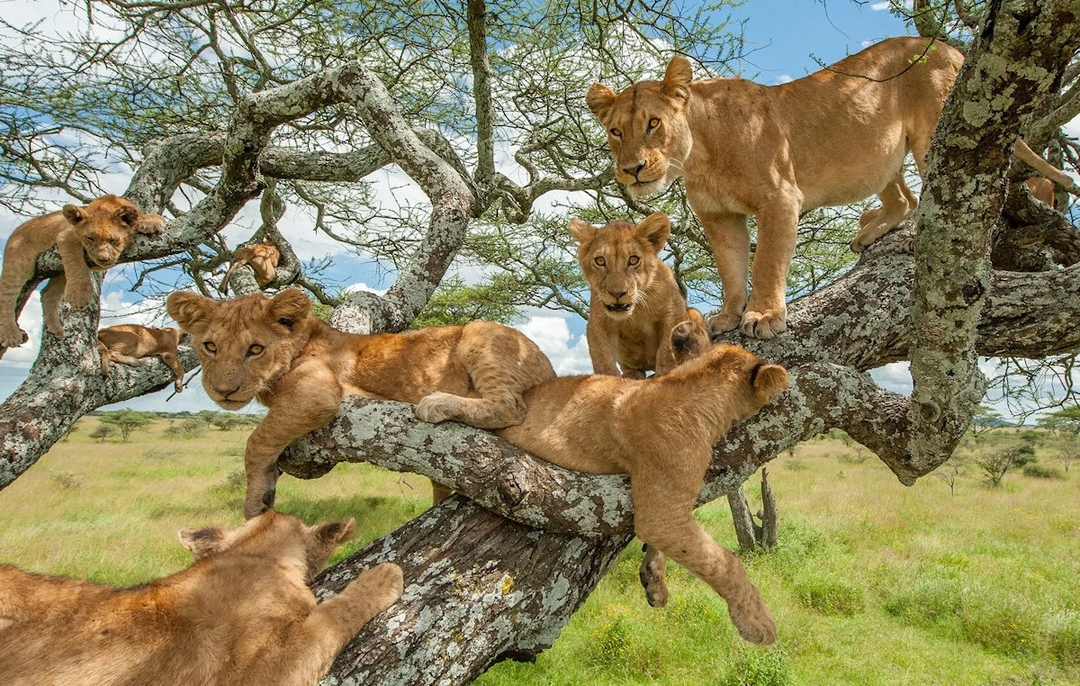 Journey to Tanzania. A comprehensive wildlife tour. 1