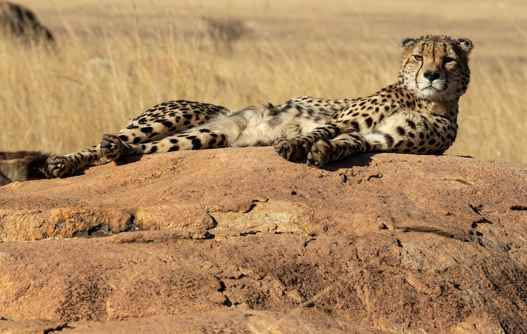 Journey to Tanzania. A comprehensive wildlife tour. 2
