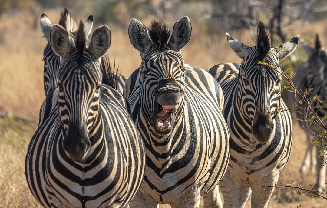 Journey to Tanzania. A comprehensive wildlife tour. 4