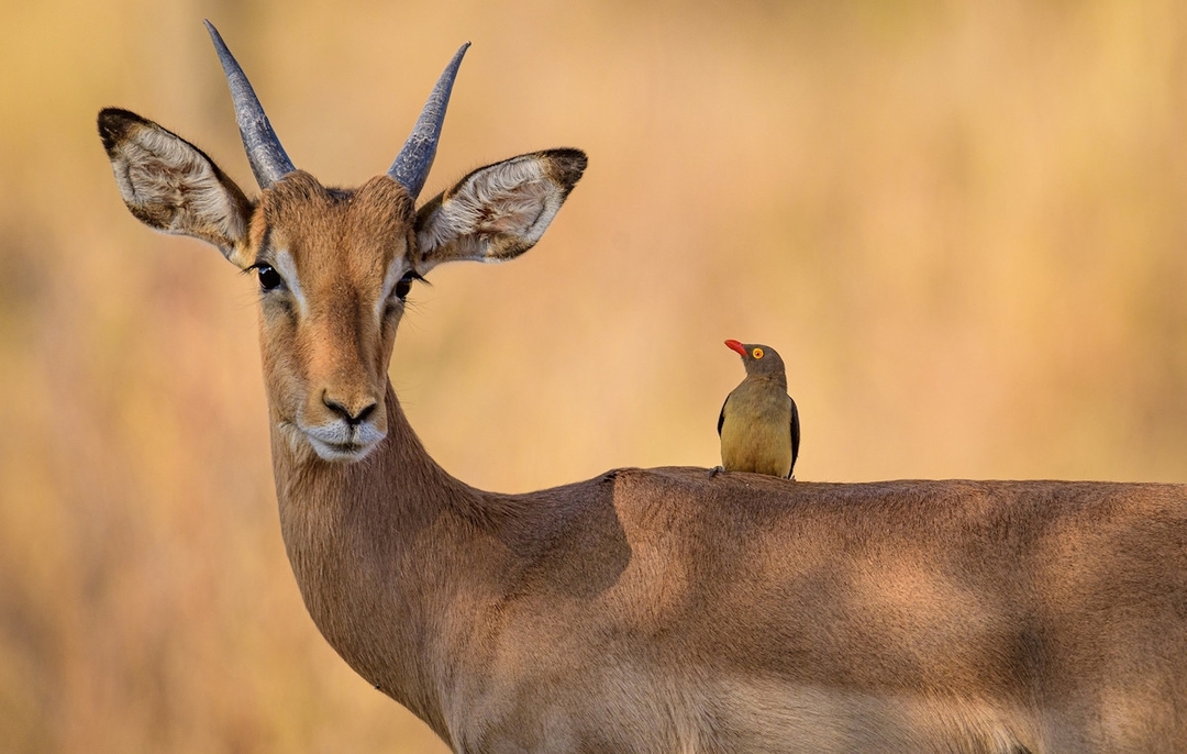 Tanzania’s breathtaking wilderness in 6-days 1
