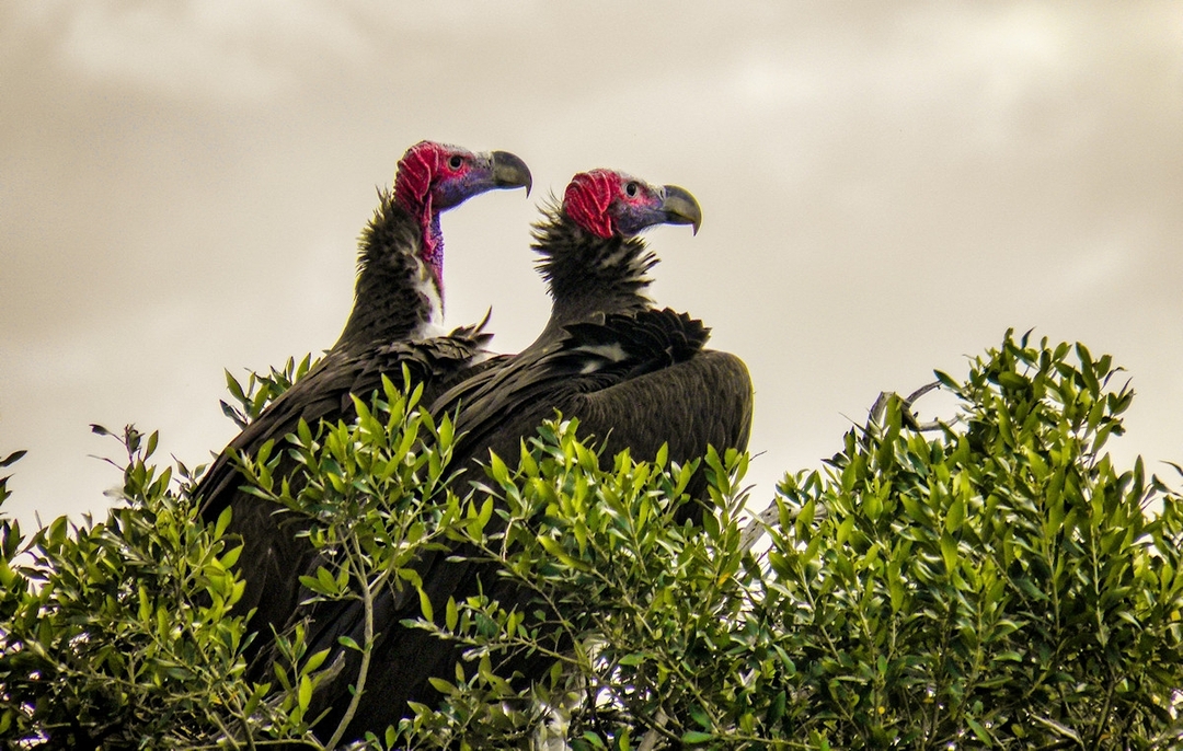 Tanzania Classic Safari Tour 2