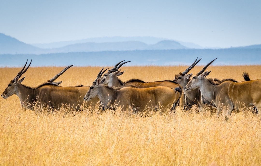 The Daring Mara River Crossing of the Great Migration 2