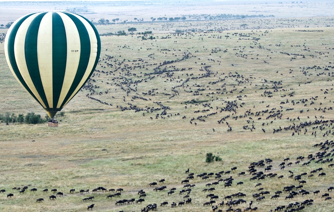 The Daring Mara River Crossing of the Great Migration 4