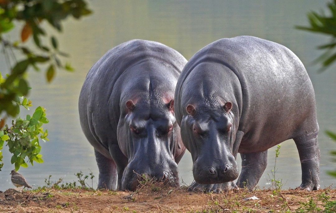 Thrilling Four Day, Big Five Adventure Awaits 1
