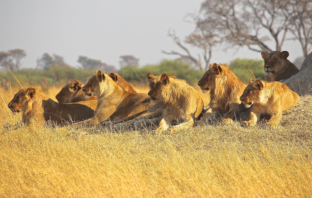 Thrilling Four Day, Big Five Adventure Awaits 3