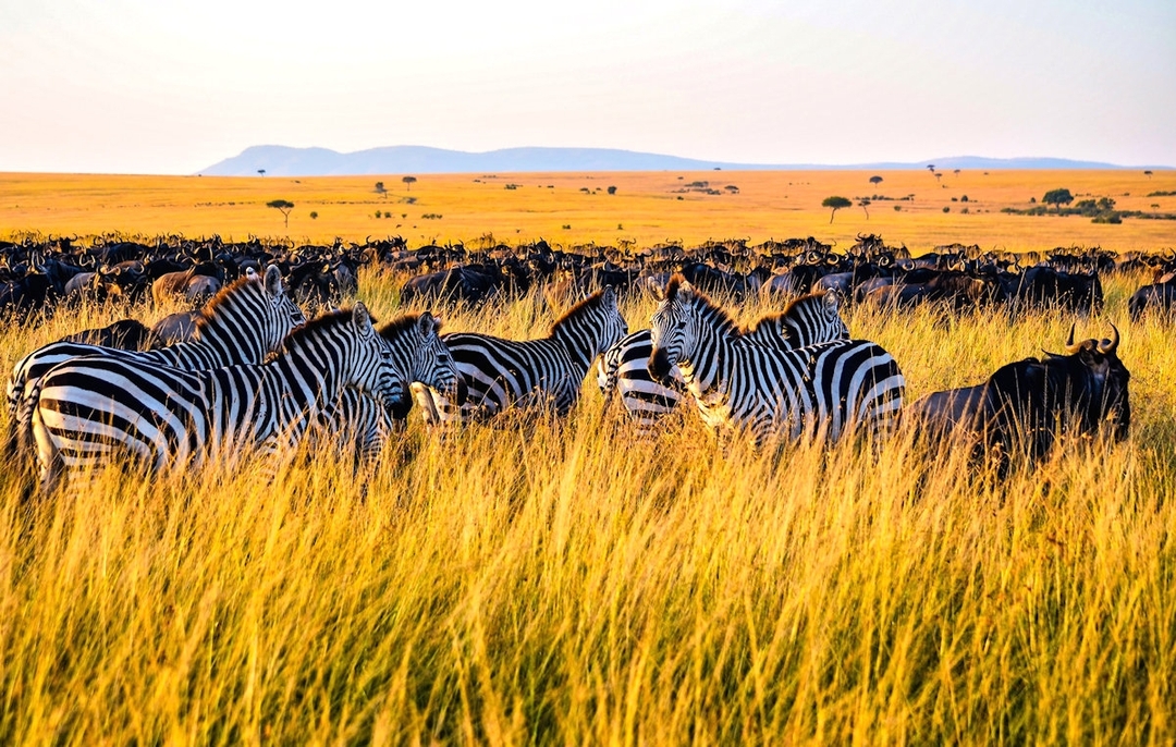 The Great Annual Migration Trek: Kenya & Tanzania 1