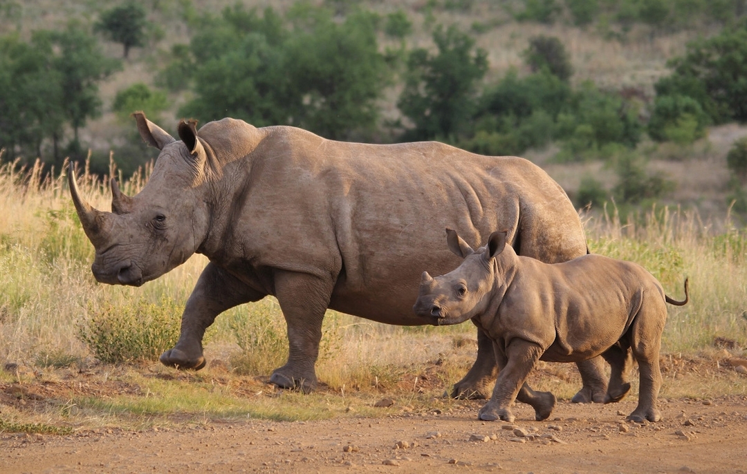 The Great Annual Migration Trek: Kenya & Tanzania 4