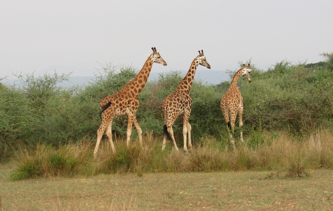 Tarangire National Park Day Trip 4