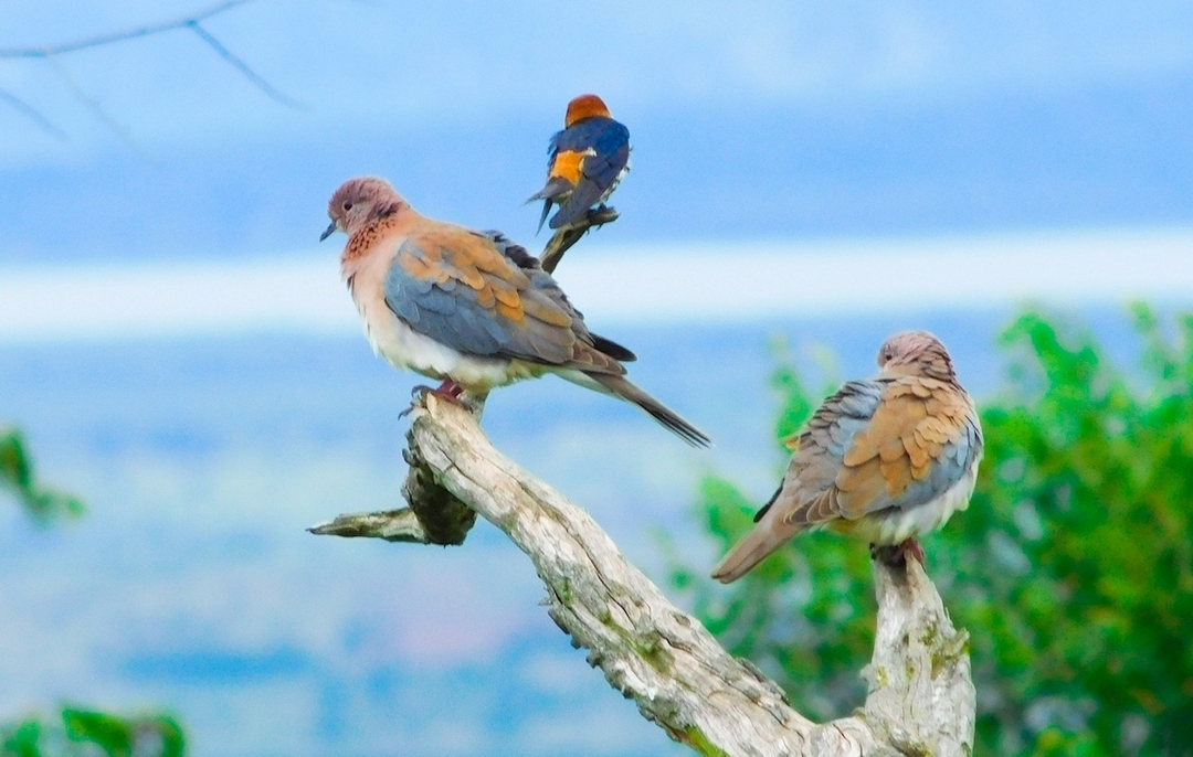 Lake Manyara National Park Day Trip 2