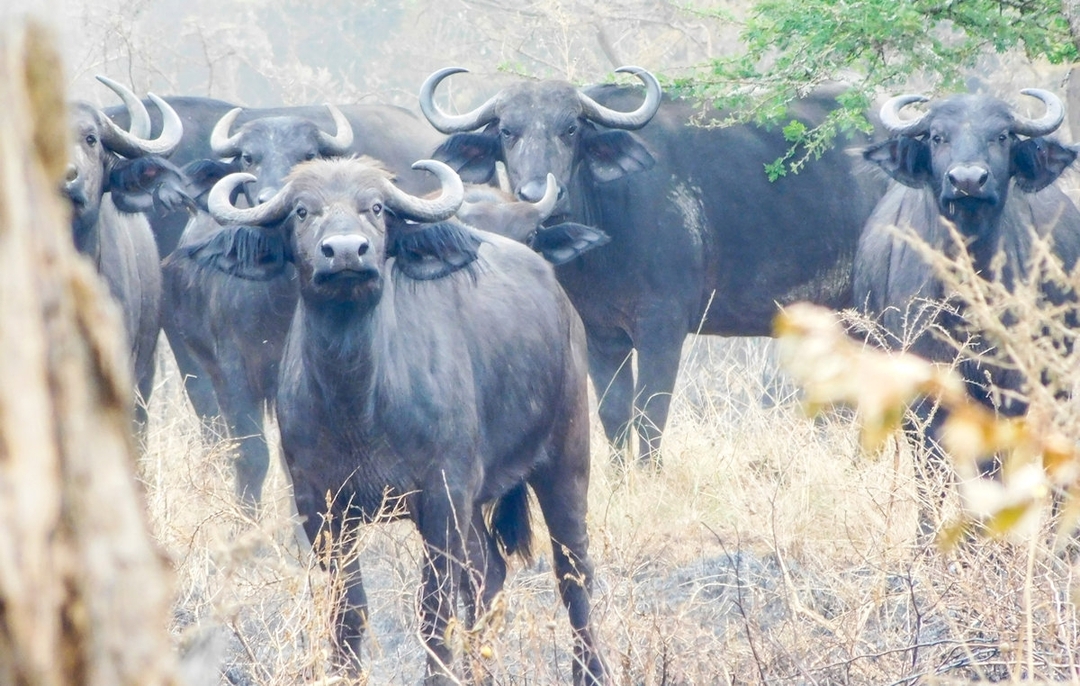 Lake Manyara National Park Day Trip 3
