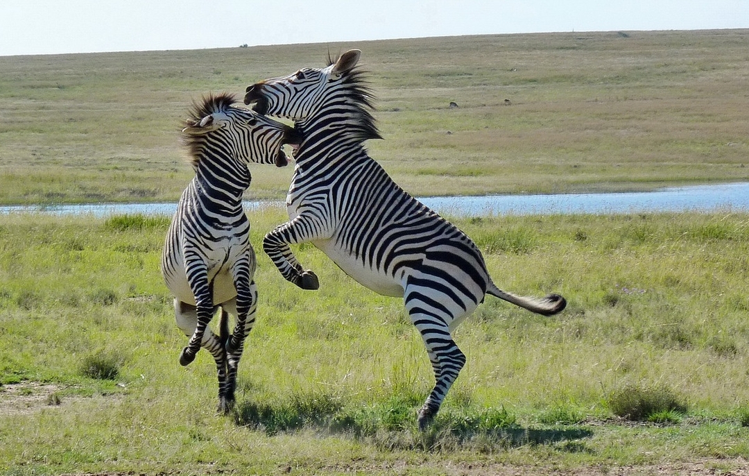 Lake Manyara National Park Day Trip 4