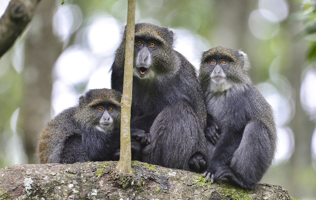 Day Tour Safari To Arusha National Park 2