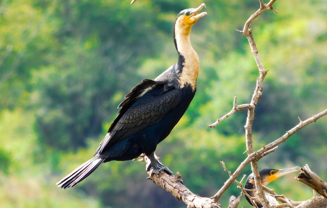 Day Tour Safari To Arusha National Park 5