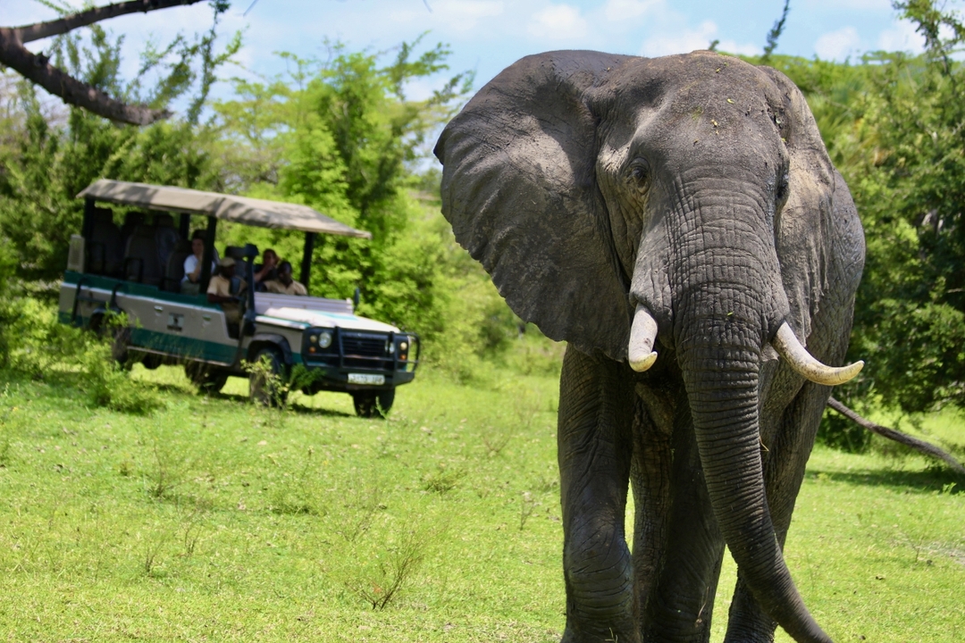 Day Trip - Selous Day Safari Tour 1