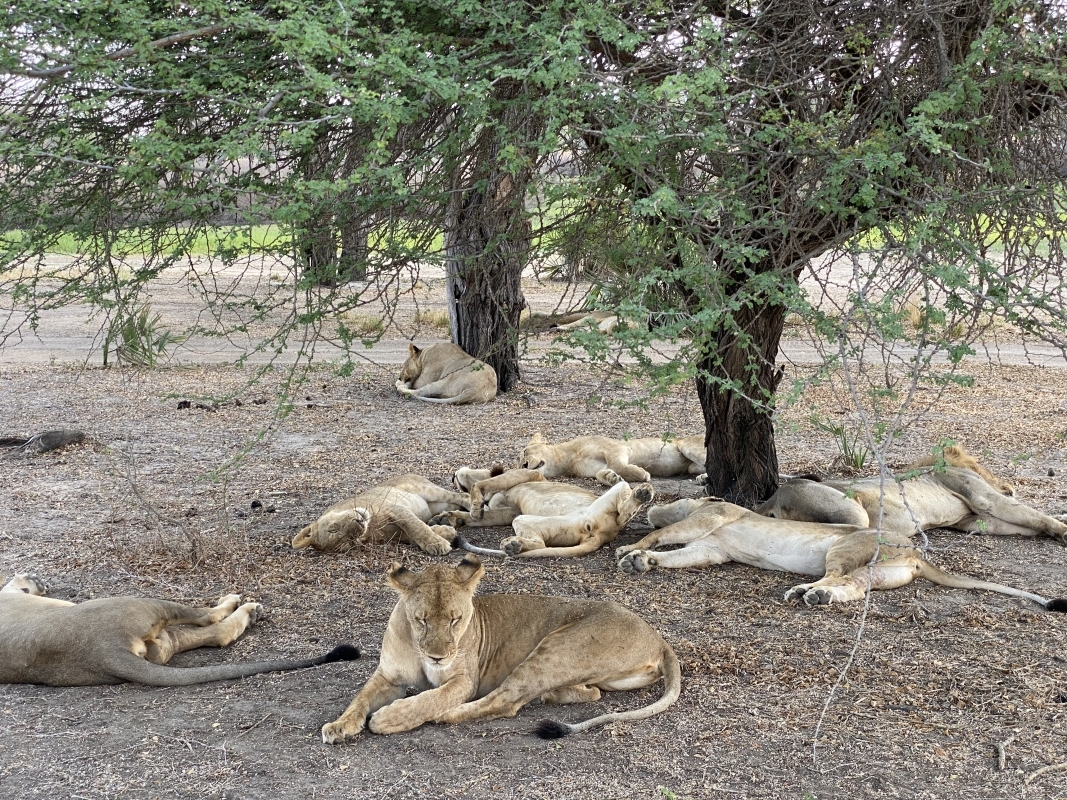 Day Trip - Selous Day Safari Tour 2