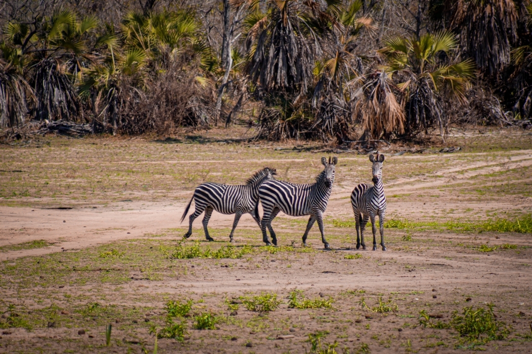 Day Trip - Selous Day Safari Tour 4