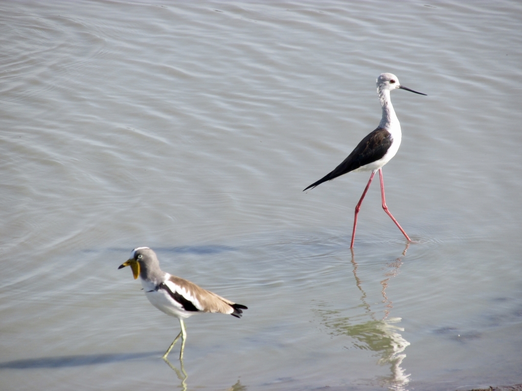 Day Trip - Selous Day Safari Tour 5